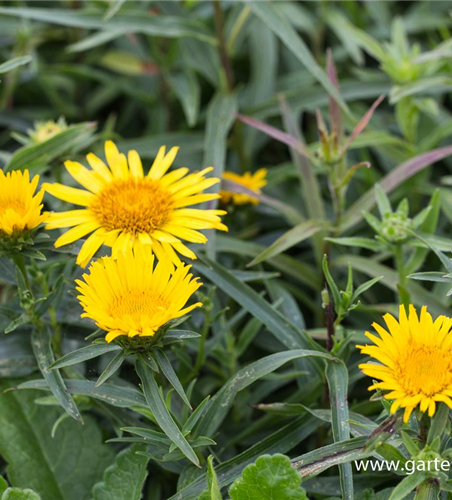 Inula ensifolia, gen.