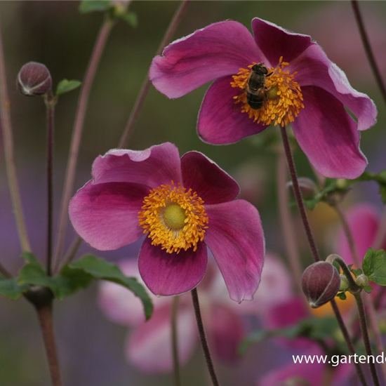 Japan-Herbst-Anemone 'Splendens'