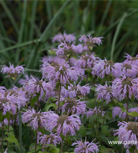 Indianernessel Indianernessel