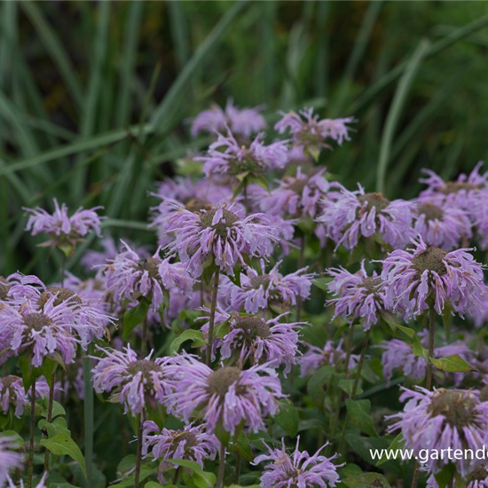 Indianernessel Indianernessel