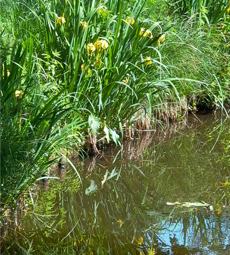 Iris pseudacorus