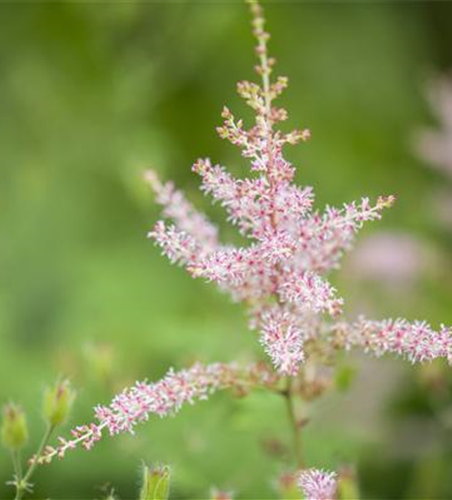 Kahle Garten-Prachtspiere 'Hennie Graafland'