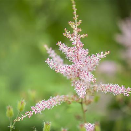 Kahle Garten-Prachtspiere 'Hennie Graafland'