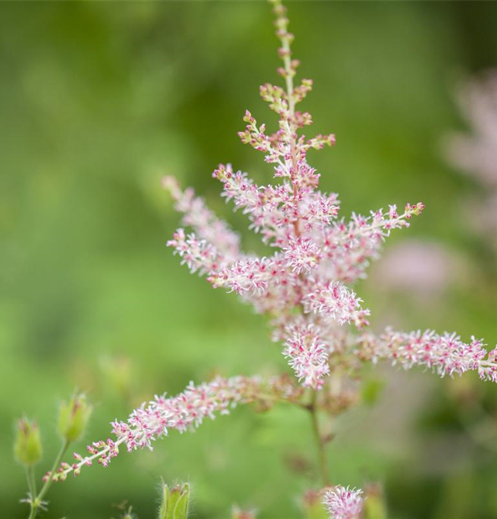 Astilbe simplicifolia 'Hennie Graafland'