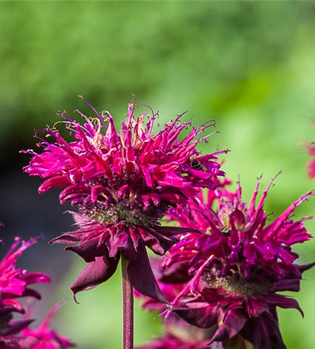 Indianernessel Indianernessel