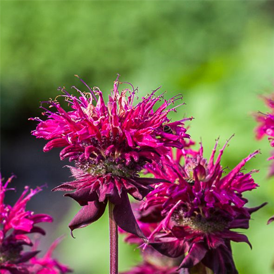 Indianernessel Indianernessel