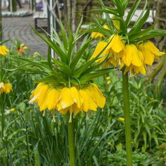 Kaiserkrone