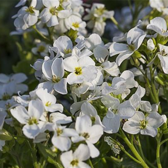 Kaukasus-Gänsekresse 'Little Treasure White'