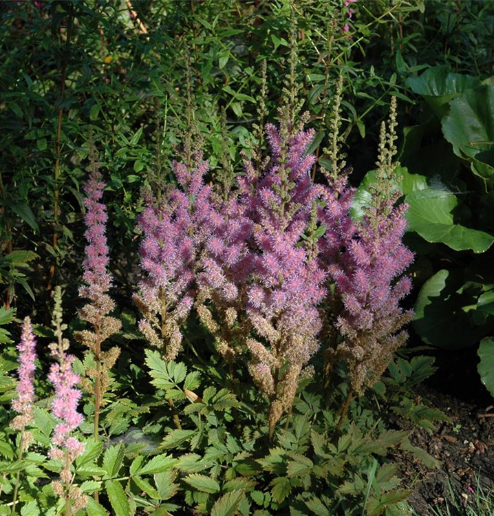 Astilbe chinensis var. taquetii 'Superba'