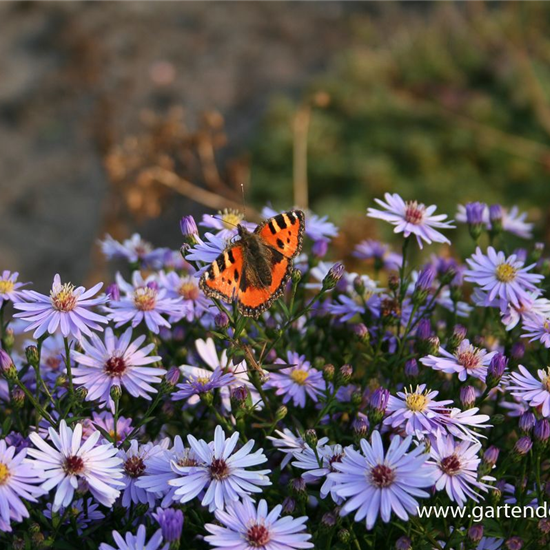 Kissen-Aster