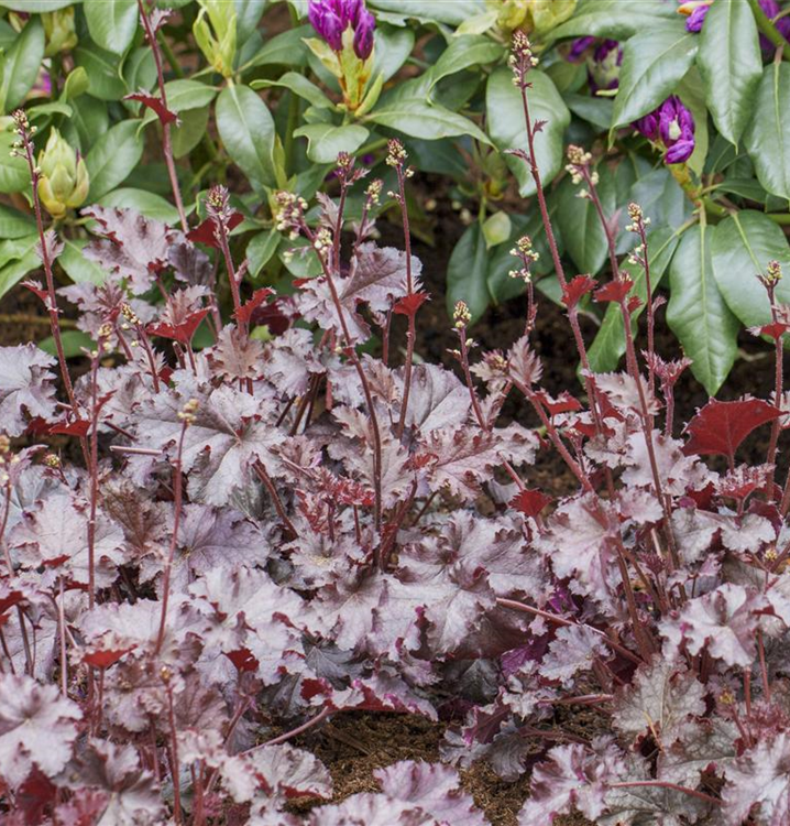 Heuchera micrantha 'Midas Touch' -R-