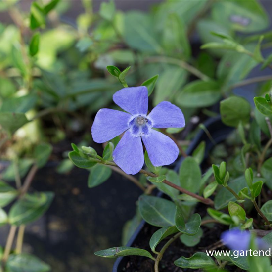 Kleinblättriges Garten-Immergrün 'Josefine'®