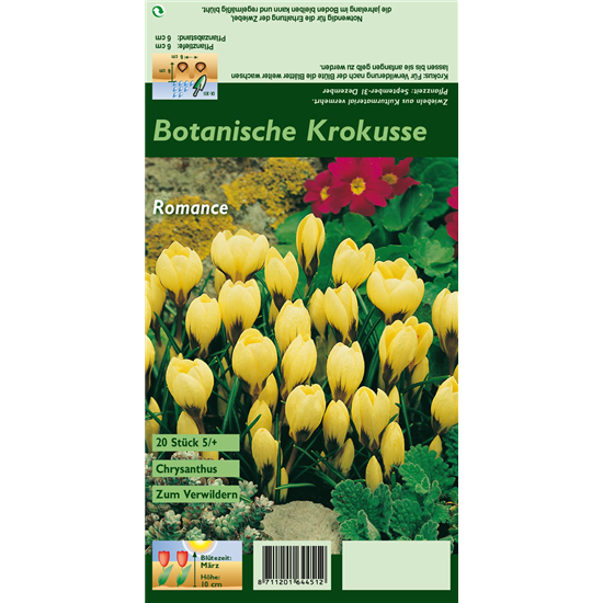 Kleiner Garten-Krokus 'Romance'
