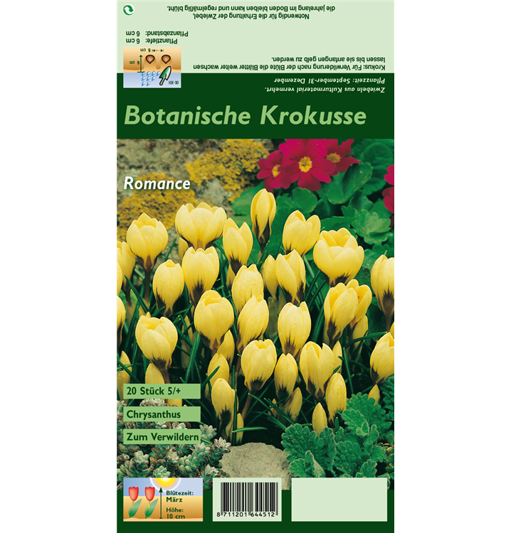 Crocus chrysanthus 'Romance'