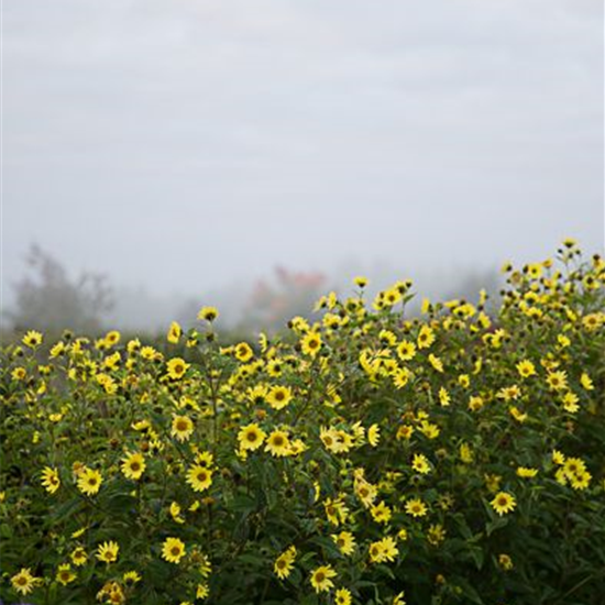 Kleinblumige Garten-Sonnenblume 'Lemon Queen'