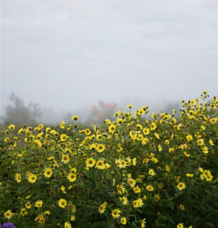 Helianthus microcephalus 'Lemon Queen'