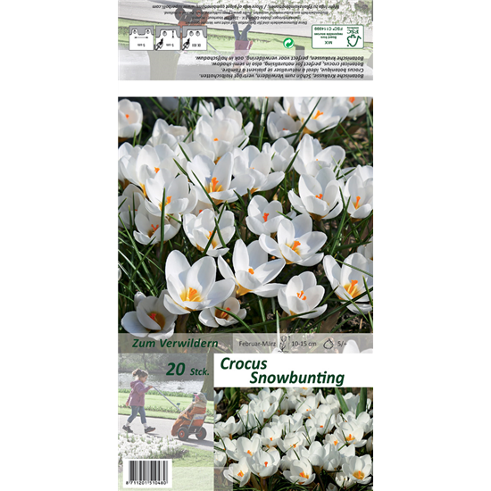 Kleiner Garten-Krokus 'Snow Bunting'