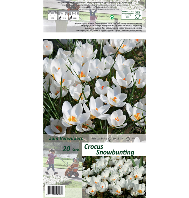 Crocus chrysanthus 'Snow Bunting'