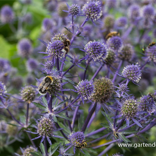 Kleiner Garten-Mannstreu 'Blue Hobbit'