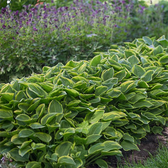 Kleine Gelbrand-Garten-Funkie 'Golden Tiara'