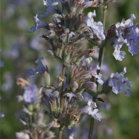 Katzenminze 'Gletschereis'