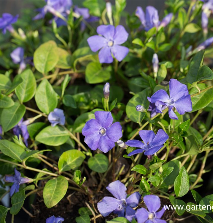 Vinca minor 'Anna'(s)