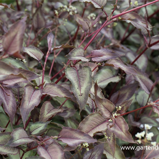 Kleinkopfiger Knöterich 'Silver Dragon'