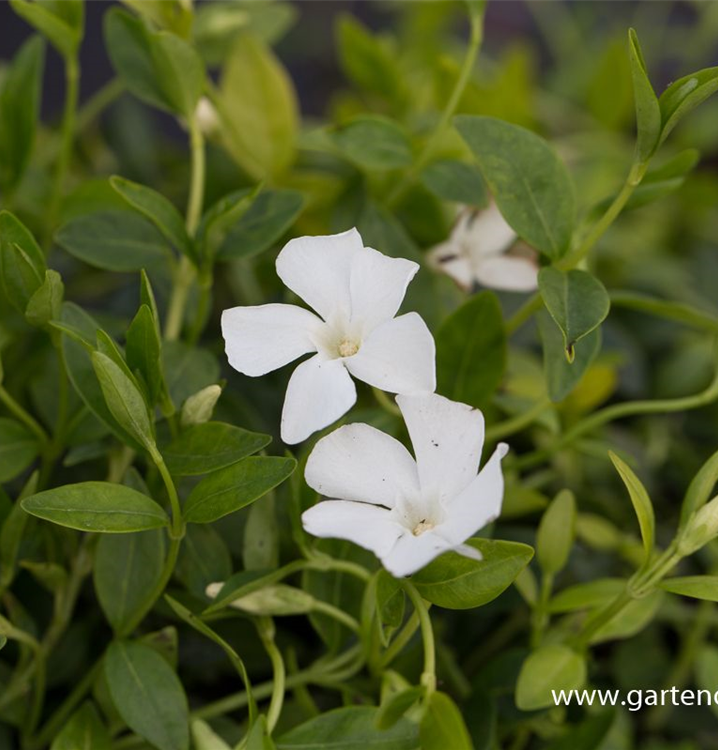 Vinca minor 'Elisa'(s)