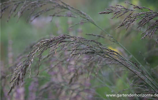 Kleines Garten-Pfeifengras 'Dauerstrahl'