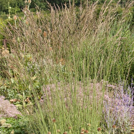 Kleines Garten-Pfeifengras 'Dauerstrahl'