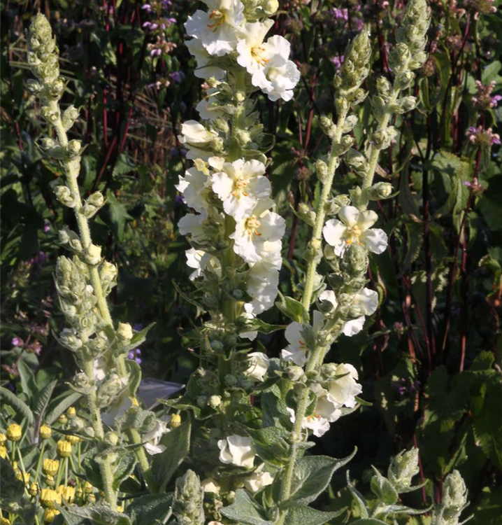 Verbascum x cult.'Spica'