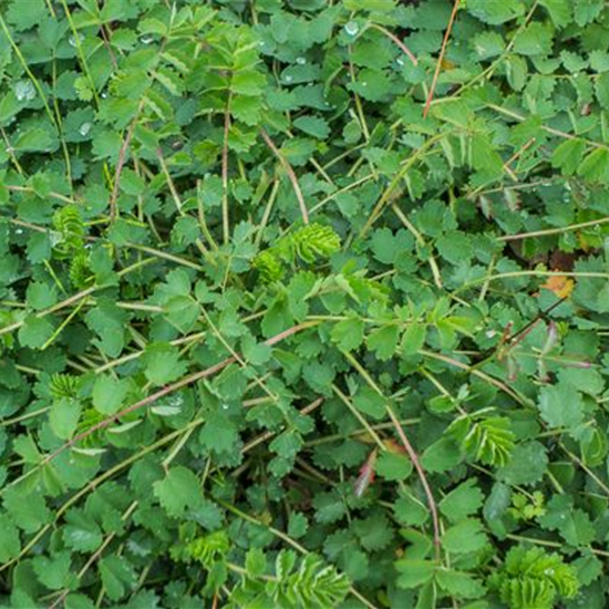 Kleiner Wiesenknopf