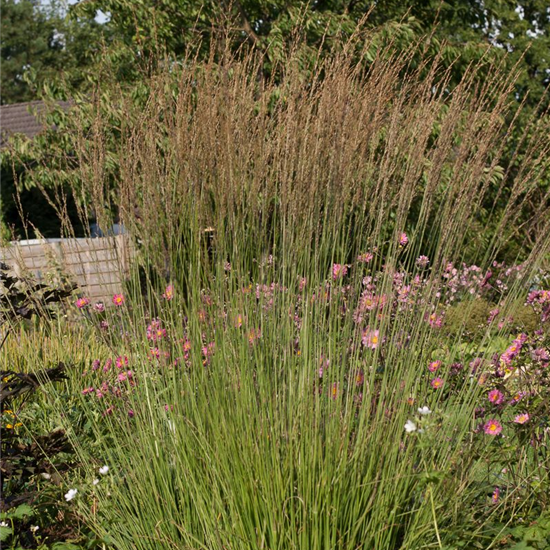 Kleines Garten-Pfeifengras 'Heidebraut'