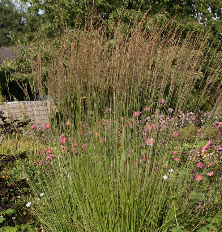 Molinia caerulea 'Heidebraut'