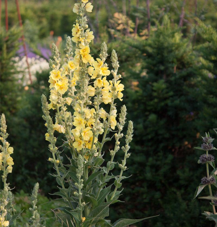 Verbascum x cult.'Wega'