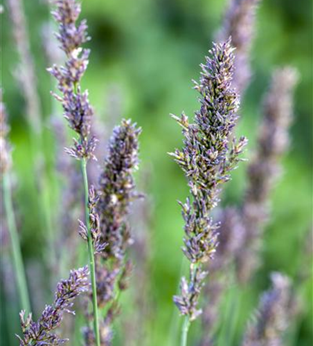 Kleines Garten-Pfeifengras 'Moorhexe'