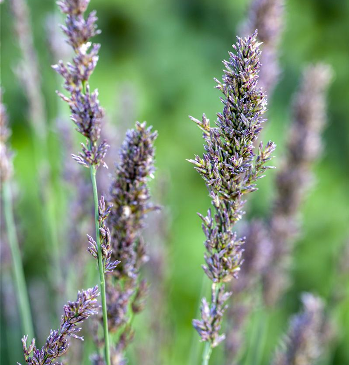 Molinia caerulea 'Moorhexe'