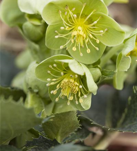 Korsische Nieswurz Korsische Nieswurz