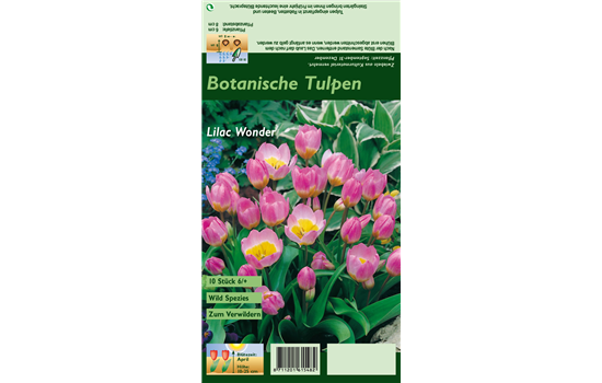 Kretische Tulpe 'Lilac Wonder'