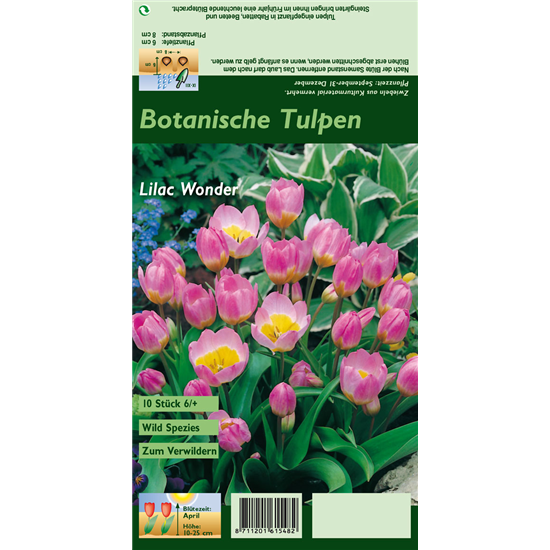 Kretische Tulpe 'Lilac Wonder'
