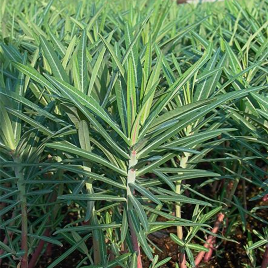 Kreuzblättrige Wolfsmilch