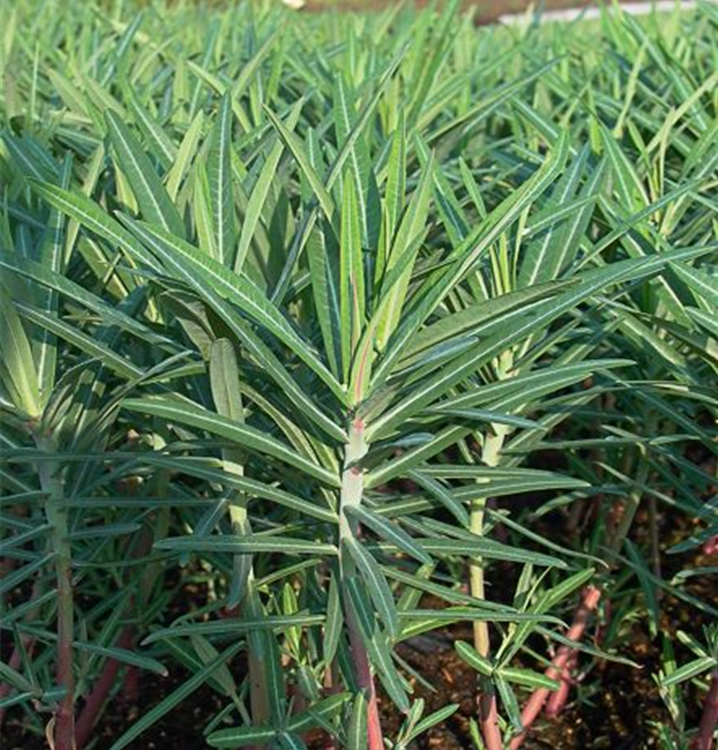 Euphorbia lathyris