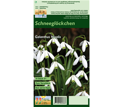 Kleines Schneeglöckchen