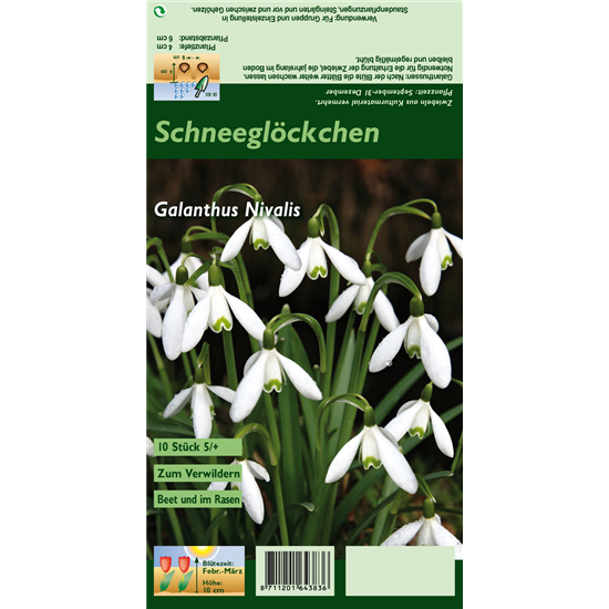 Kleines Schneeglöckchen