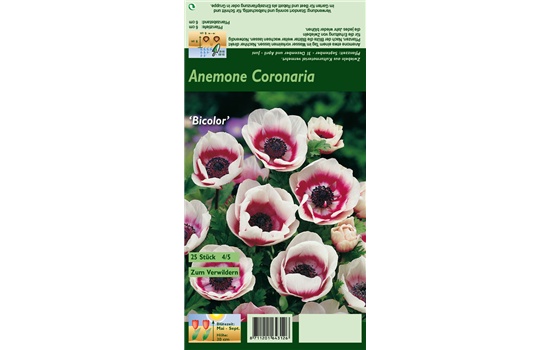 Kronen-Anemone 'De Caen Bicolor'