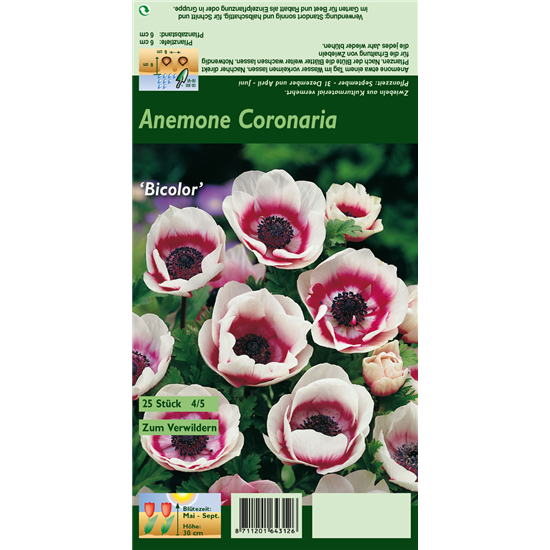 Kronen-Anemone 'De Caen Bicolor'