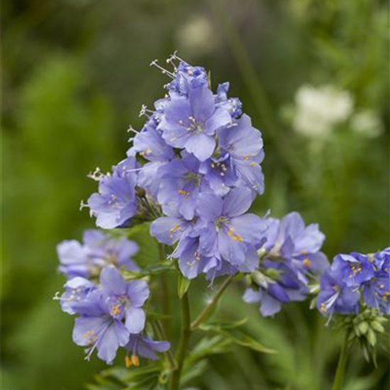 Kriechende Garten-Jakobsleiter 'Blue Pearl'