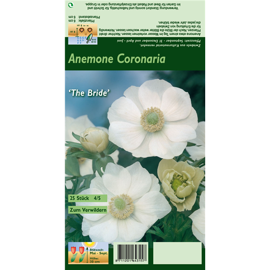 Kronen-Anemone 'De Caen The Bride'