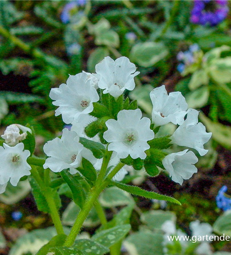 Kleingeflecktes Garten-Lungenkraut 'Sissinghurst White'