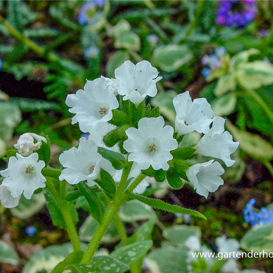 Kleingeflecktes Garten-Lungenkraut 'Sissinghurst White'